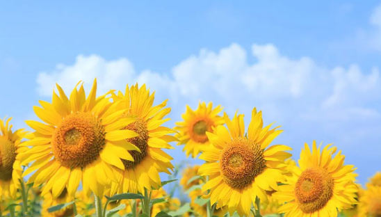 以愛之名，助力前行 ——新希望醫(yī)療公益助學(xué)活動