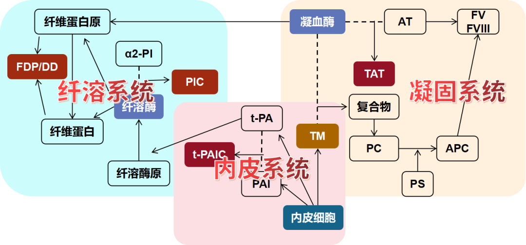 血栓性疾病的新型分子標志物—血栓四項 血栓性疾病的新型分子標志物—血栓四項